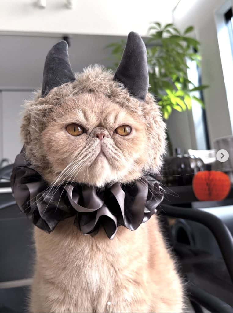 cat in a devil costume